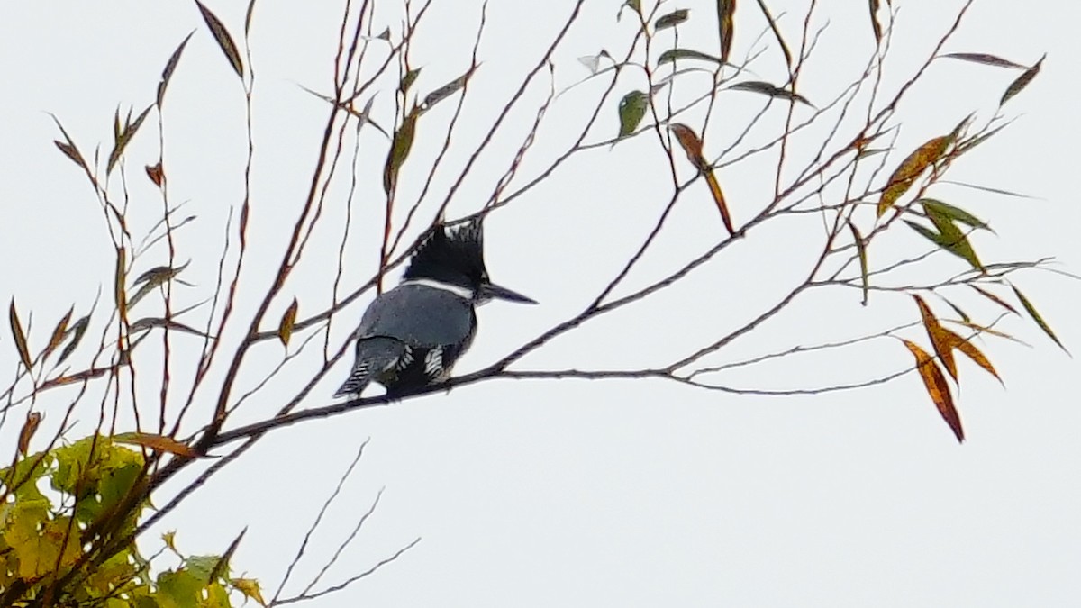 Belted Kingfisher - ML610181715