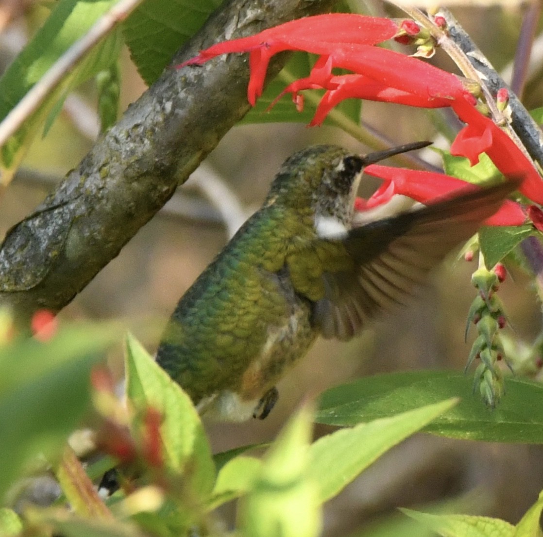 Ruby-throated Hummingbird - ML610181829