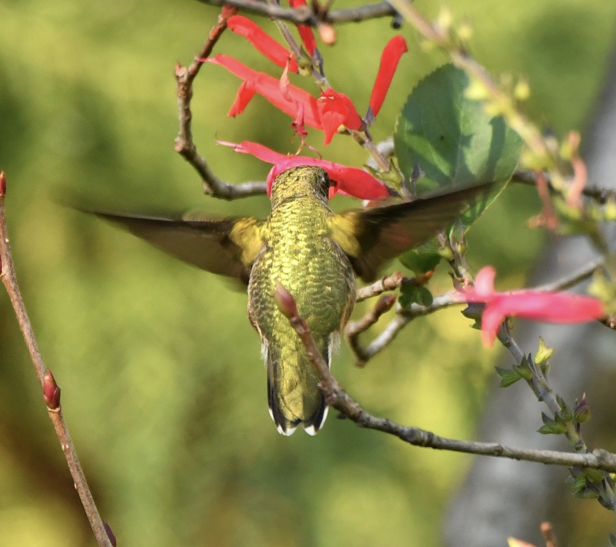 Ruby-throated Hummingbird - ML610181830
