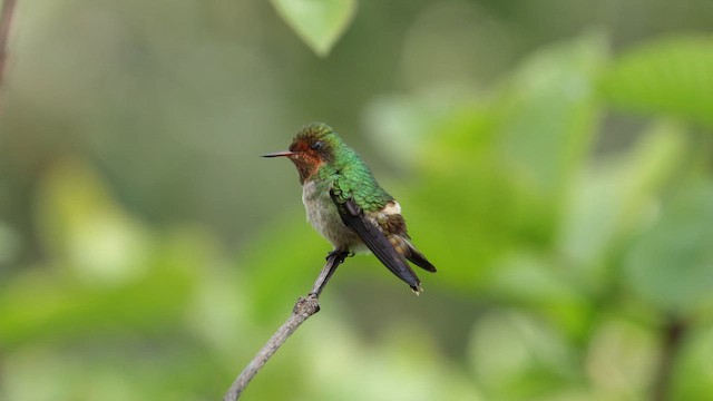 Frilled Coquette - ML610181913