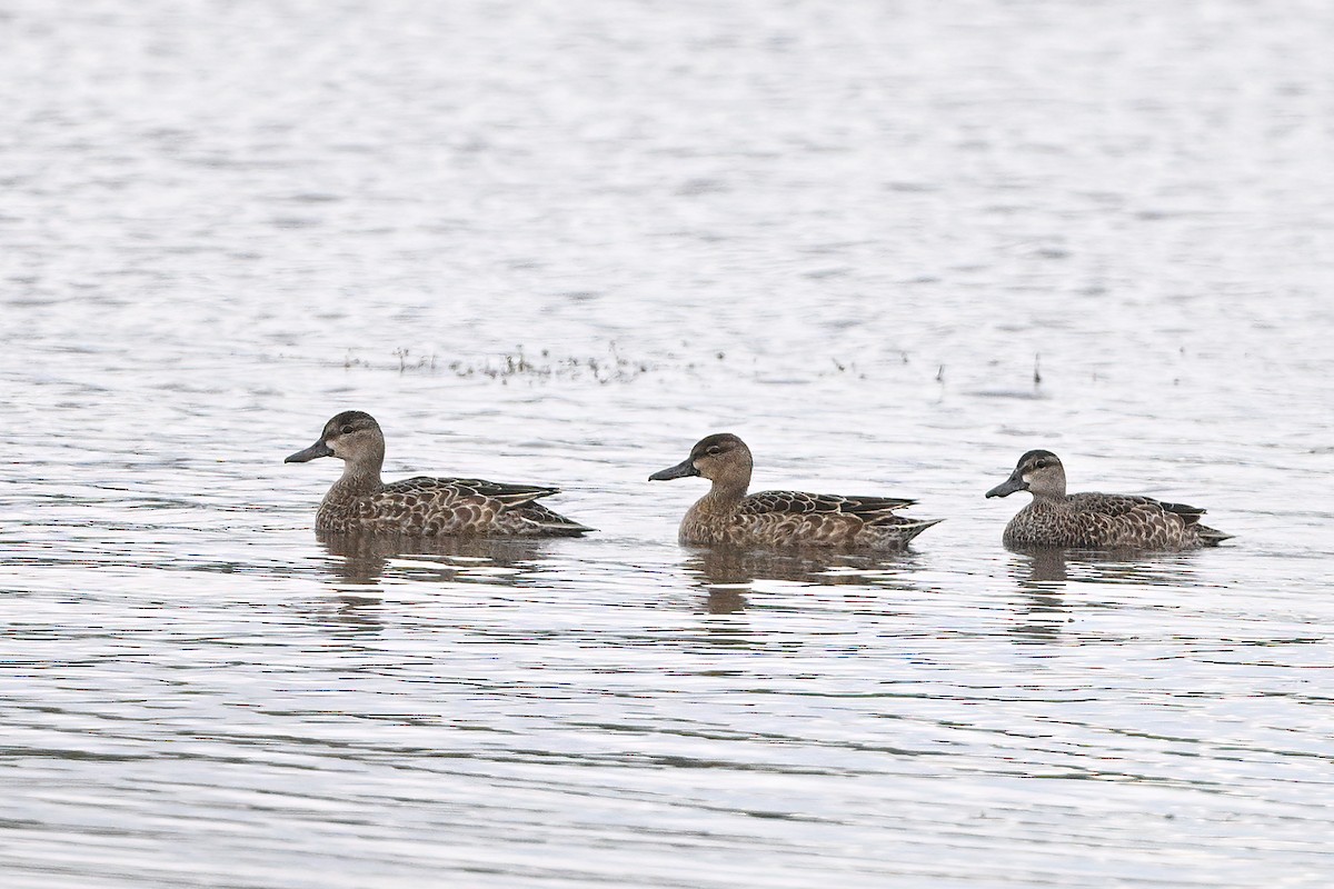 Blue-winged Teal - ML610182309