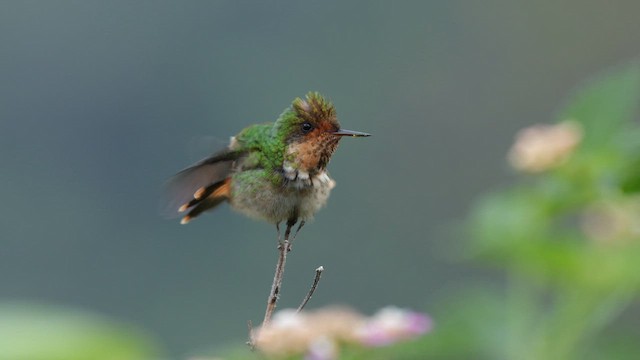 Frilled Coquette - ML610182329