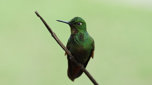 kolibřík brazilský - ML610182426