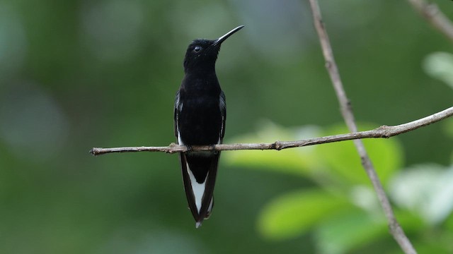 kolibřík černobílý - ML610182590