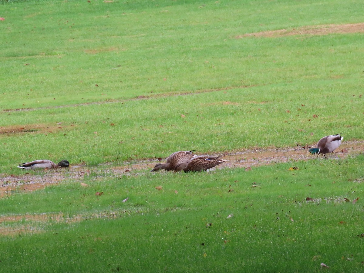 ebird-checklist-20-oct-2023-croton-point-park-12-species