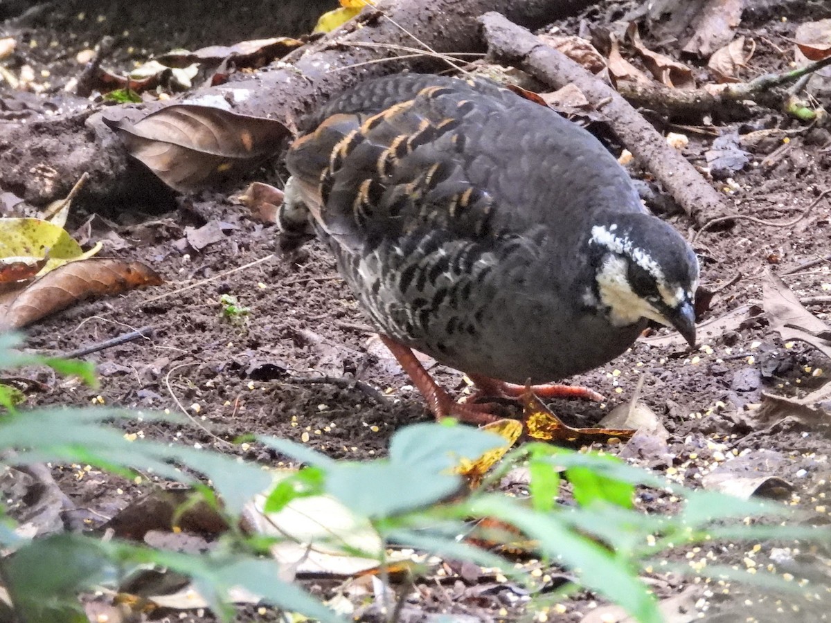 Gray-breasted Partridge - ML610183160