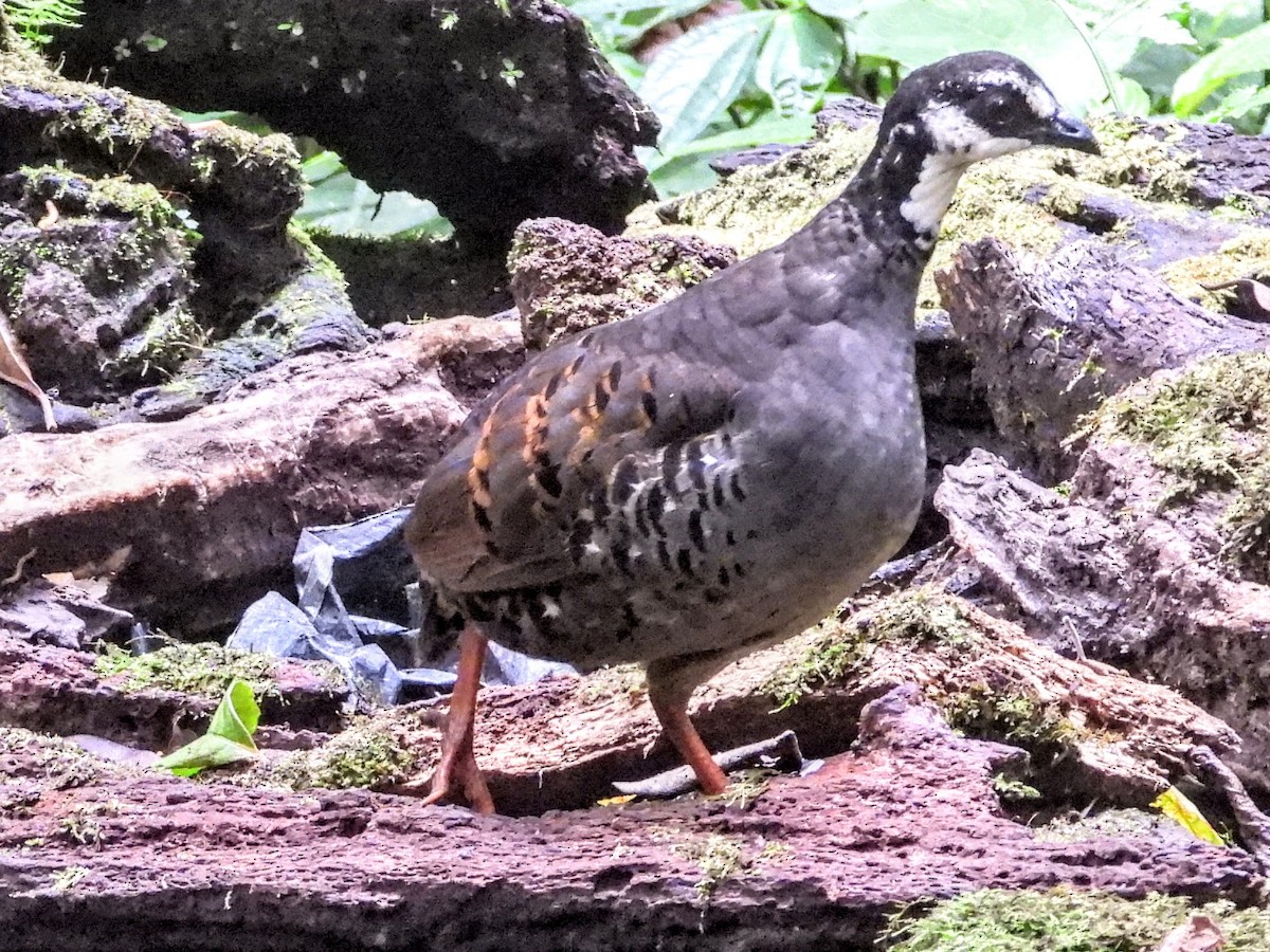 Gray-breasted Partridge - ML610183162