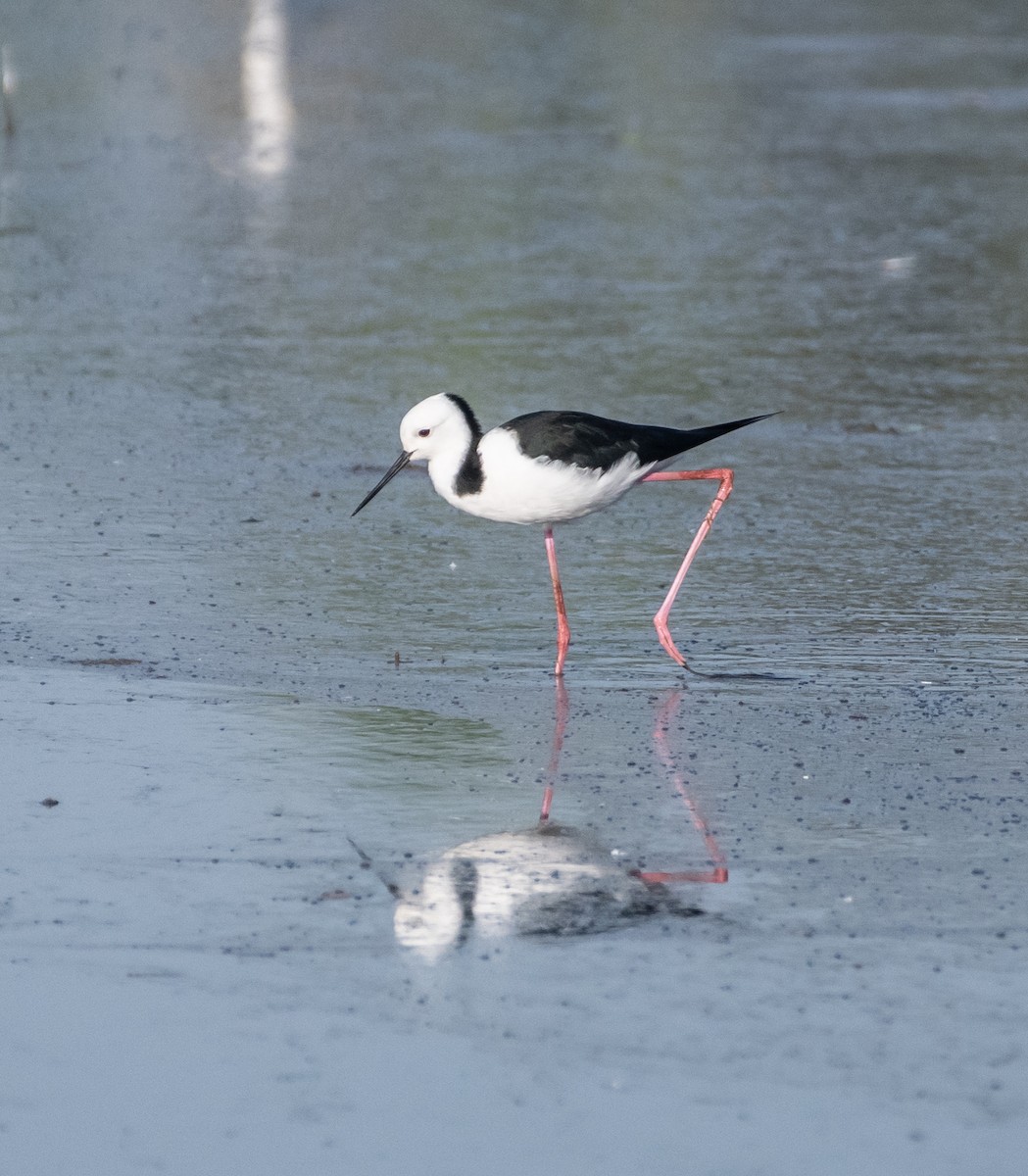 Pied Stilt - ML610183340