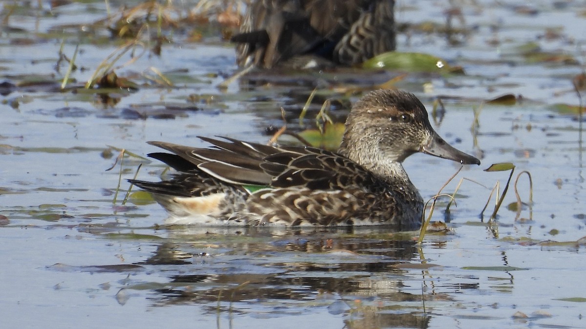 Green-winged Teal - ML610183531