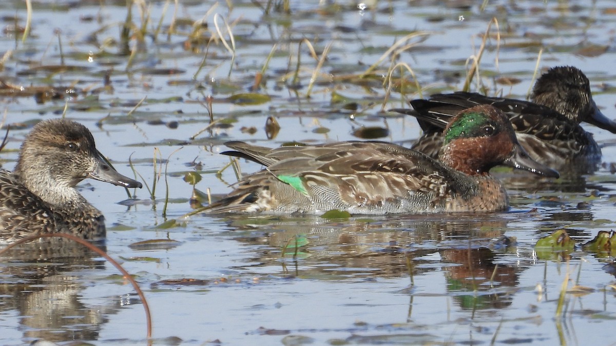 Green-winged Teal - ML610183532