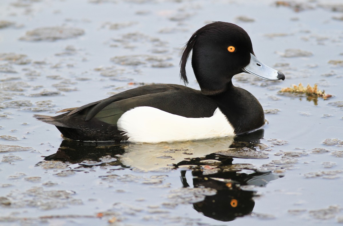 Tufted Duck - ML610183570