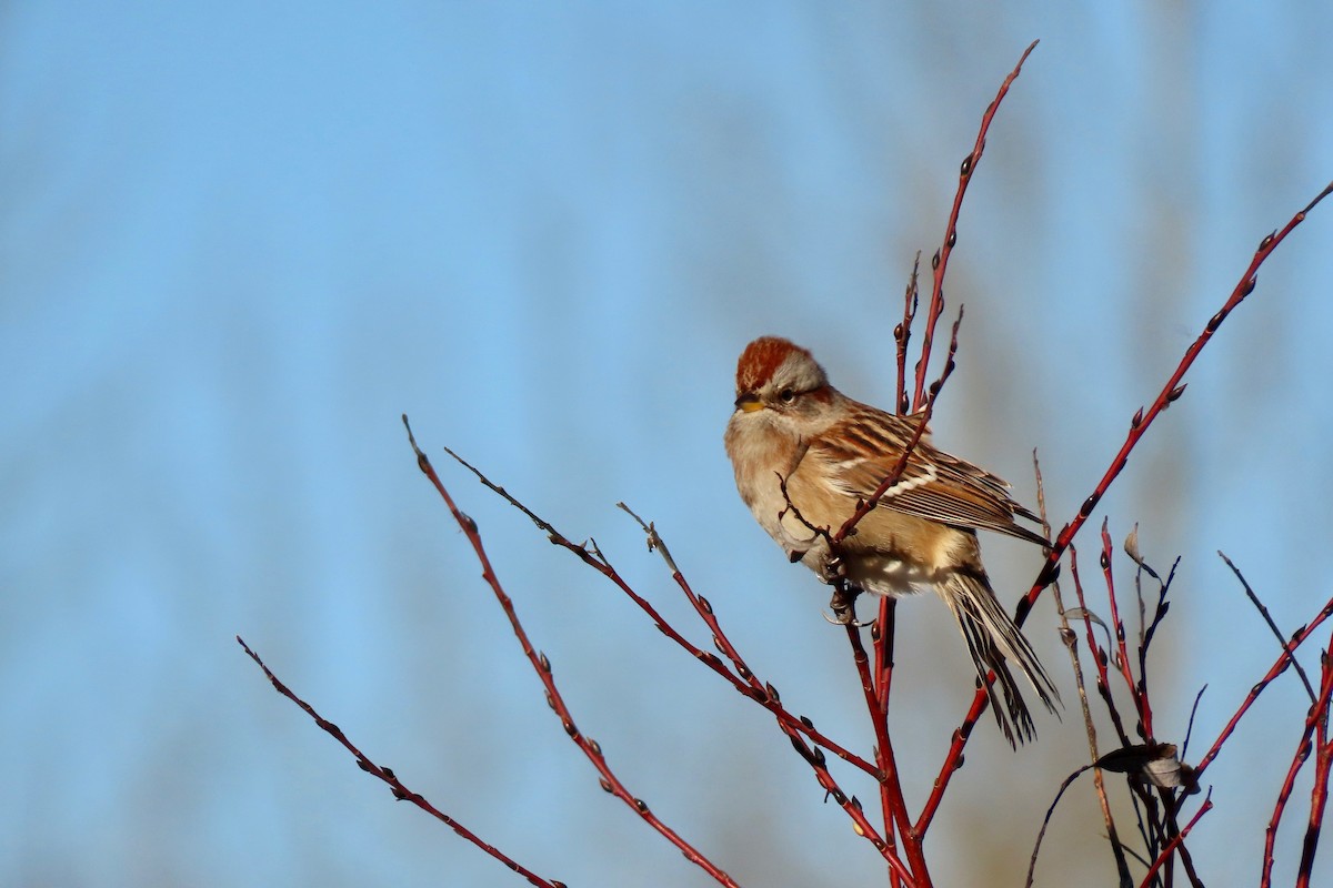 American Tree Sparrow - Kathleen Dvorak