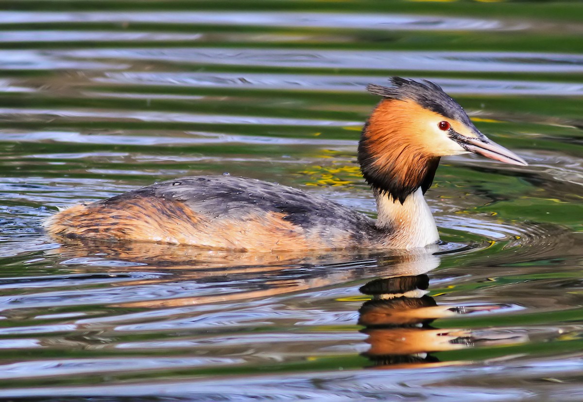 Great Crested Grebe - ML610183947
