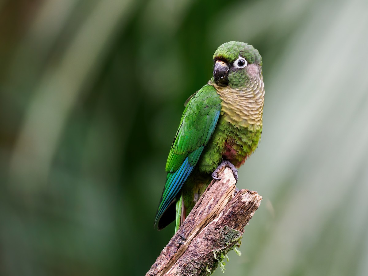 Maroon-bellied Parakeet (Maroon-tailed) - Nick Athanas