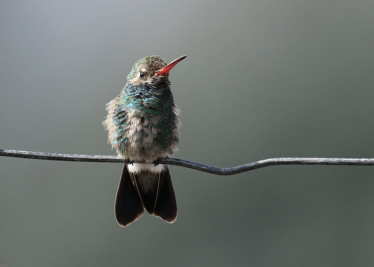 Broad-billed Hummingbird - ML610185726
