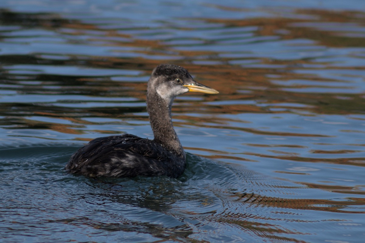 Red-necked Grebe - ML610185759