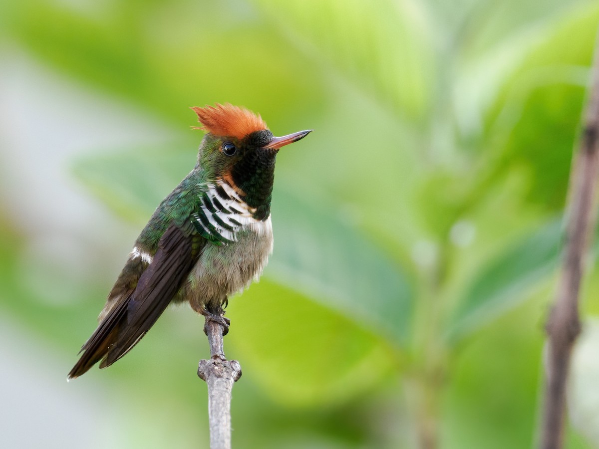 Frilled Coquette - ML610185789