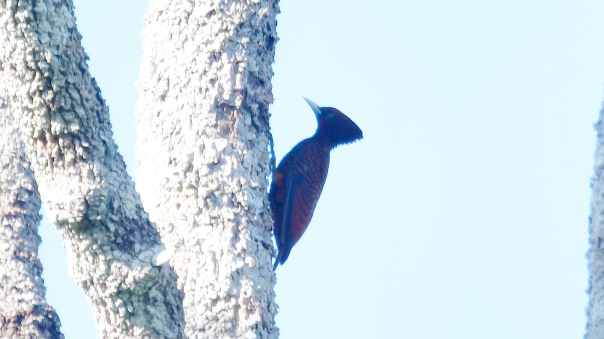 Waved Woodpecker (Scale-breasted) - ML610186404