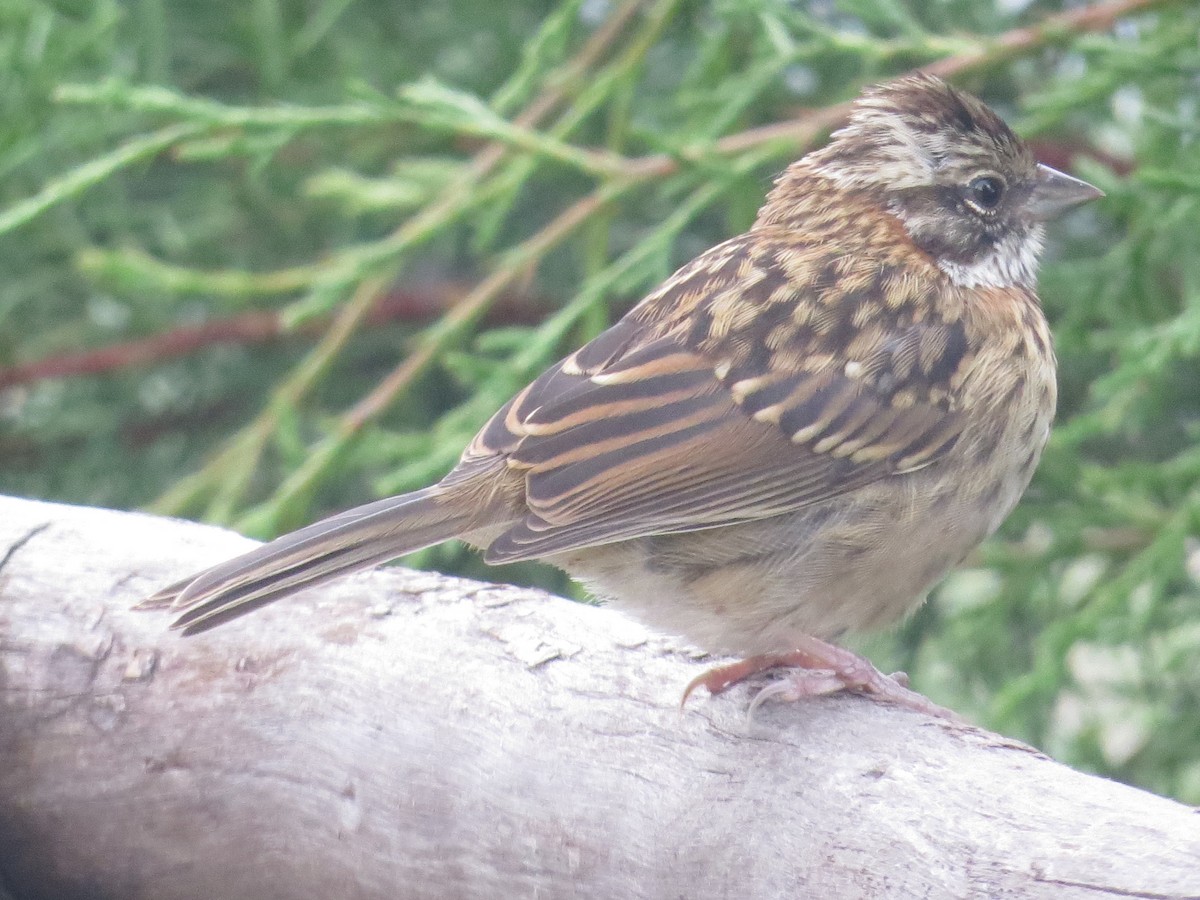 Rufous-collared Sparrow - Robert Broz -GringoTours-Birding tours and more