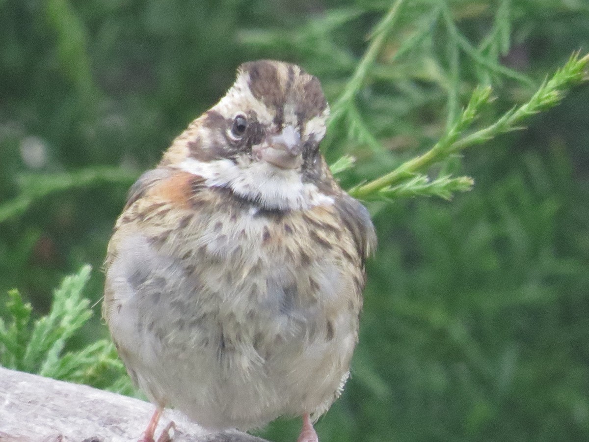 Rufous-collared Sparrow - ML610186413