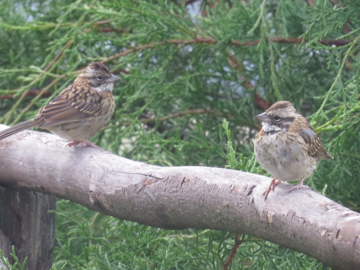 Rufous-collared Sparrow - ML610186414
