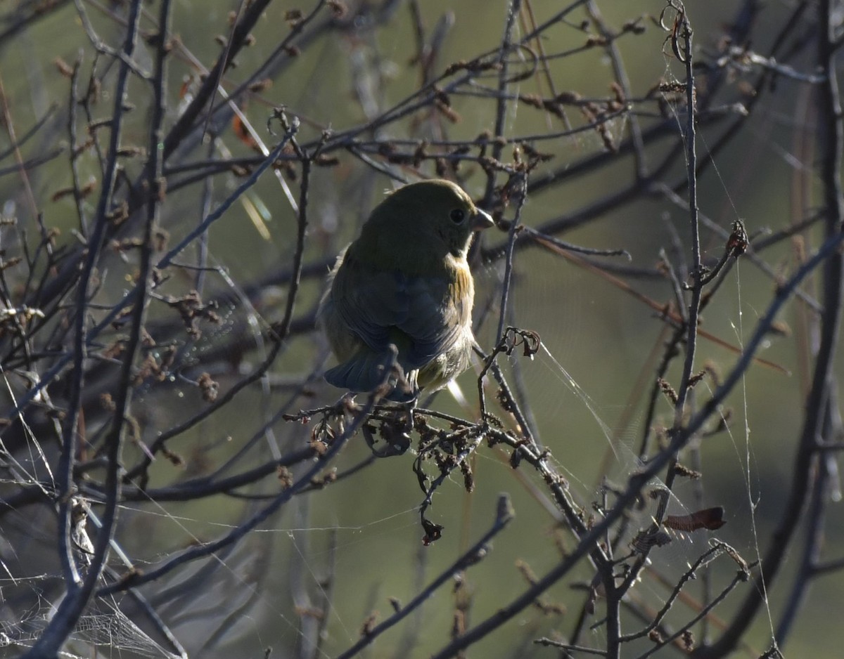 Painted Bunting - ML610186602