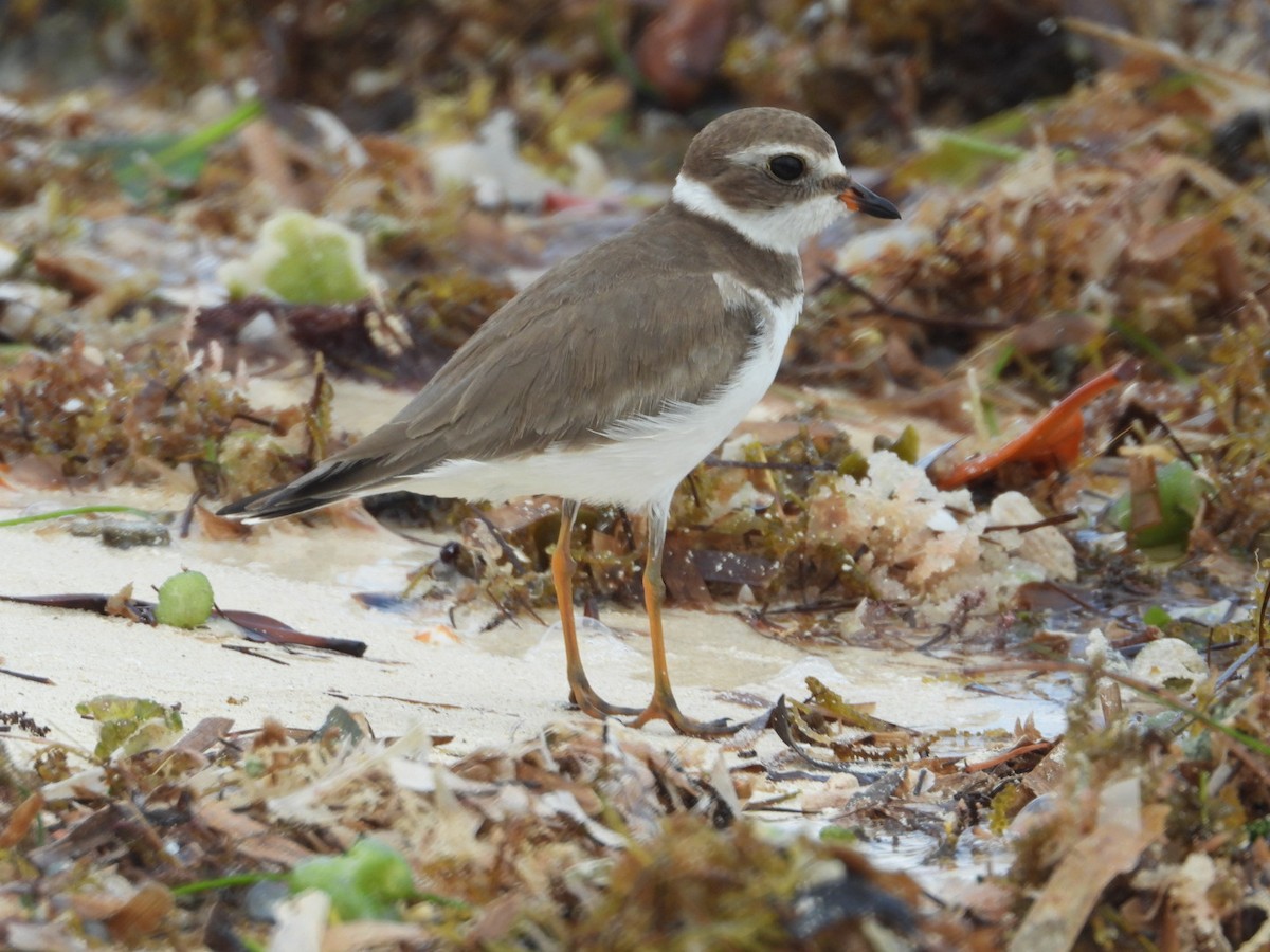 Semipalmated Plover - ML610187684