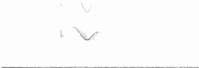 Spot-tailed Nightjar - ML610188758