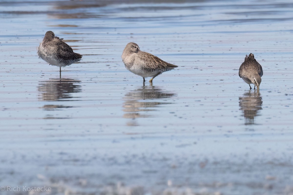 Long-billed Dowitcher - ML610188762