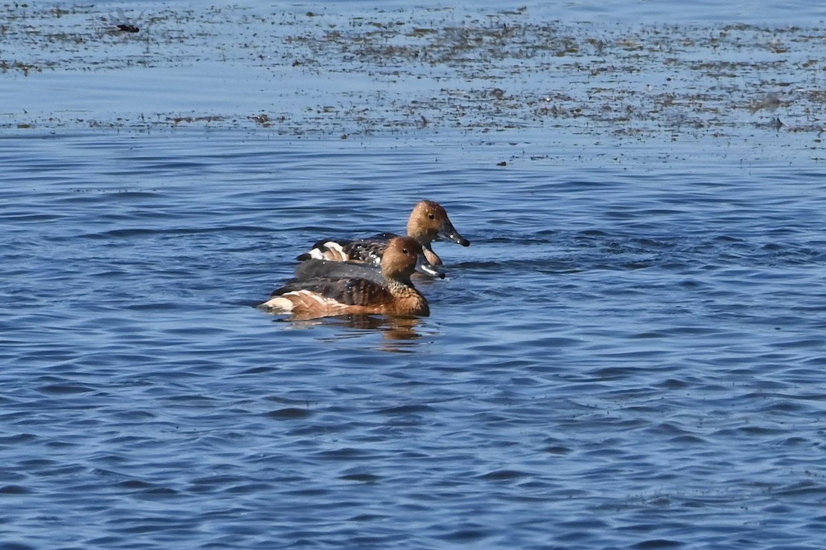 Ebird Checklist - 16 Oct 2023 - Choke Canyon Sp--calliham Unit 