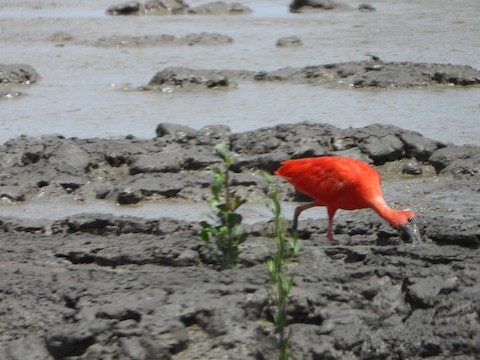 Scarlet Ibis - eBird