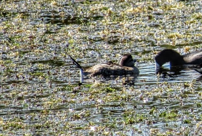 Ruddy Duck - ML610189483