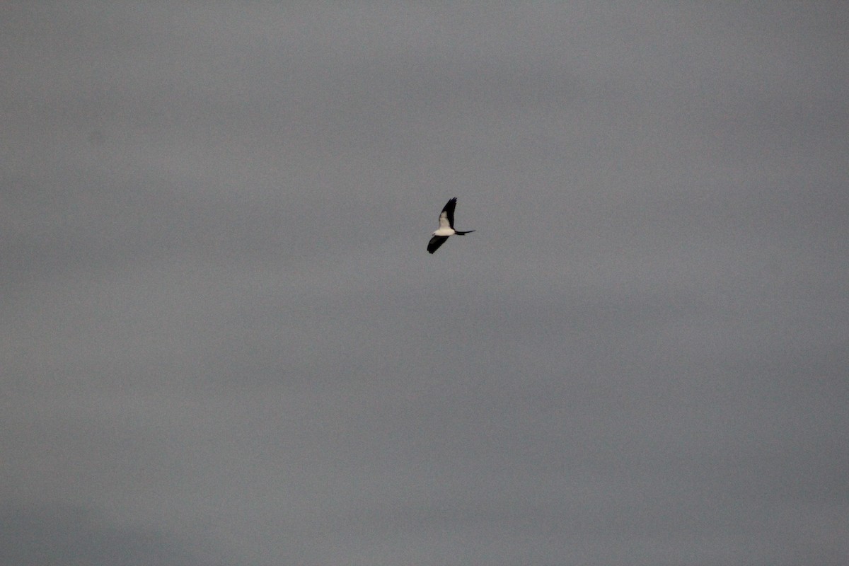 Swallow-tailed Kite - ML610189989