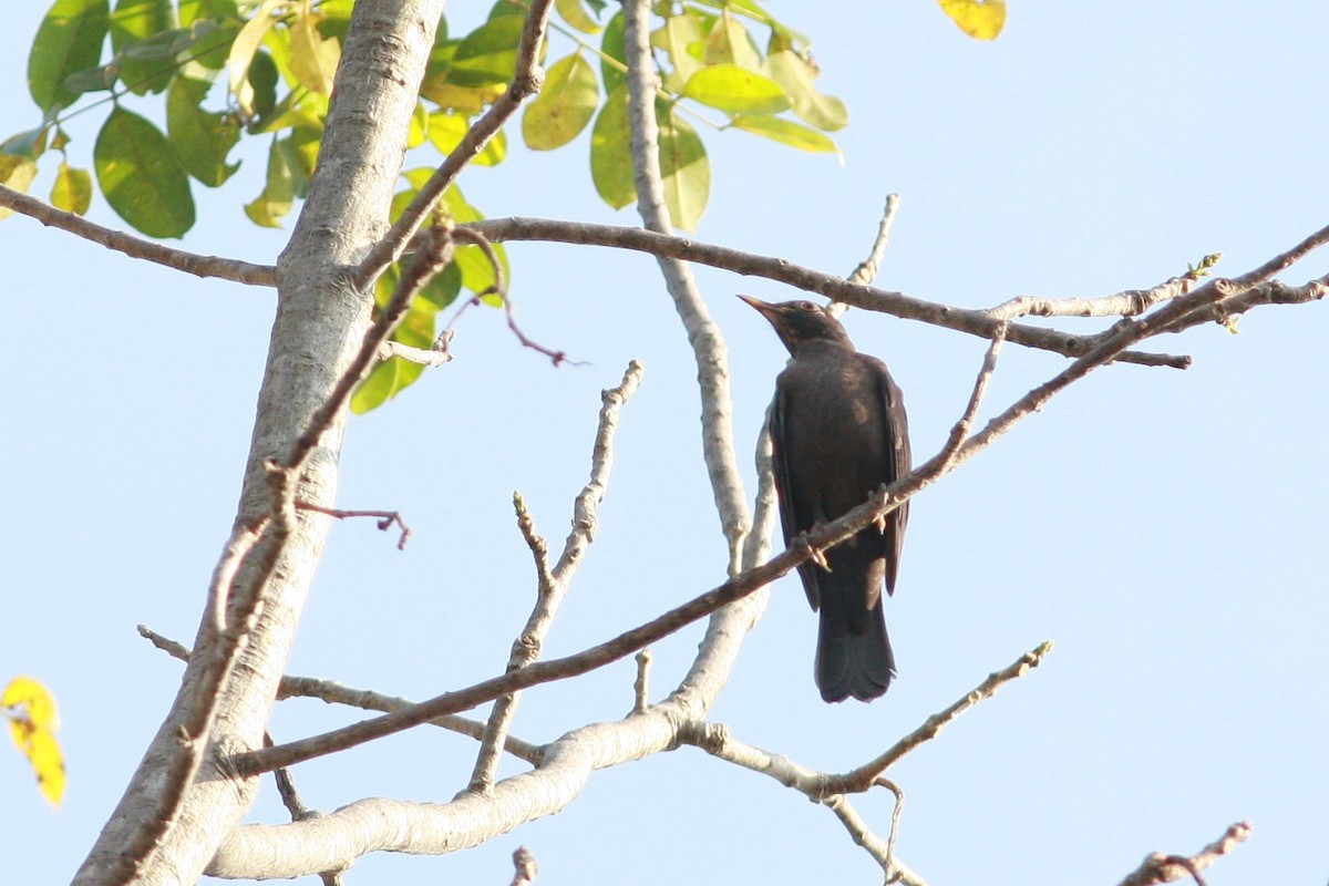 Chinese Blackbird - Woraphot Bunkhwamdi