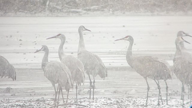 Sandhill Crane - ML610190474