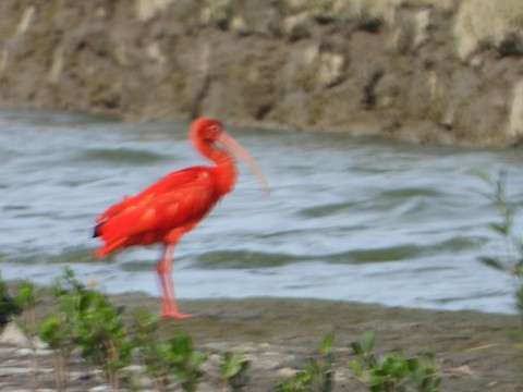 Scarlet Ibis - eBird