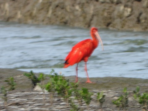 Scarlet Ibis - eBird