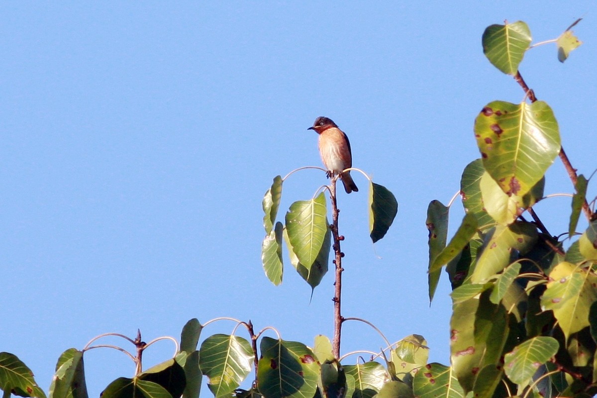 Spot-winged Starling - Woraphot Bunkhwamdi