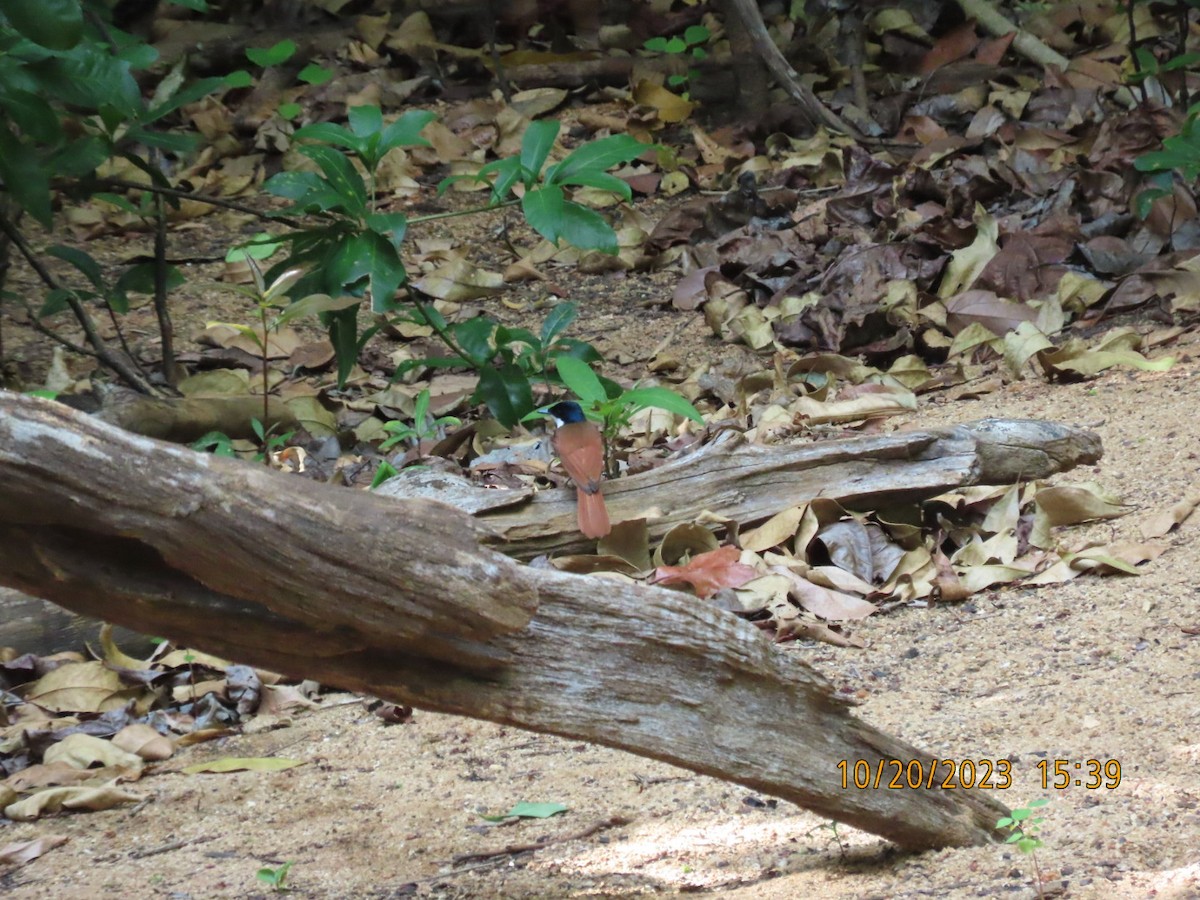 eBird Checklist 21 Oct 2023 Portland Road, Iron Range, Queensland, AU (12.713, 143.289) 8