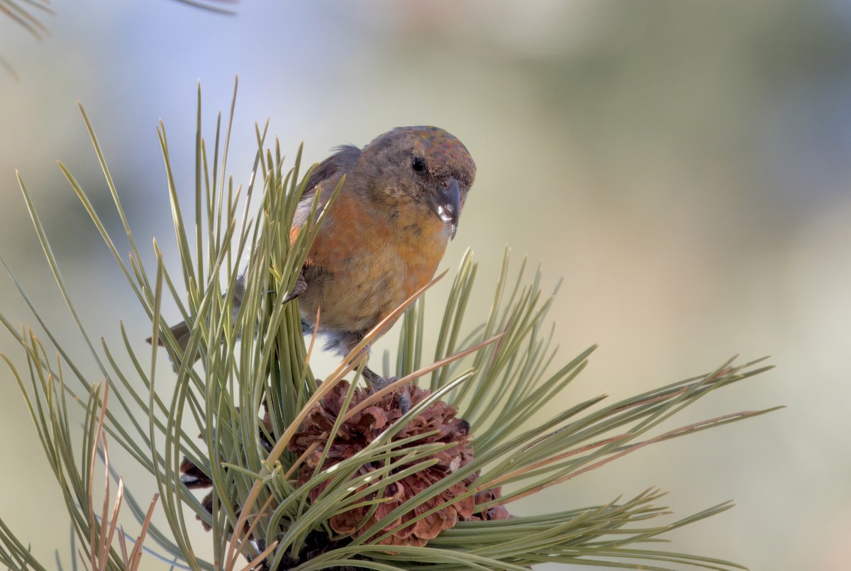 Red Crossbill (Lodgepole Pine or type 5) - ML610191038