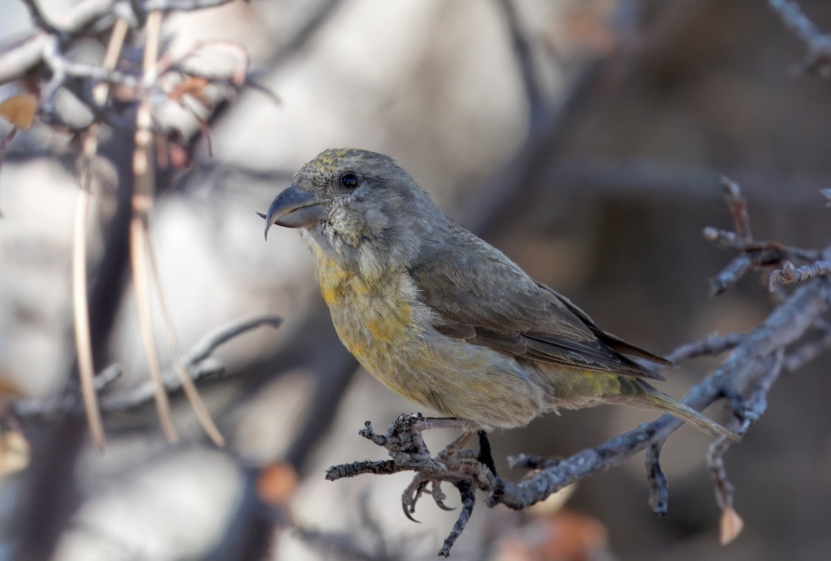 Red Crossbill (Lodgepole Pine or type 5) - ML610191040