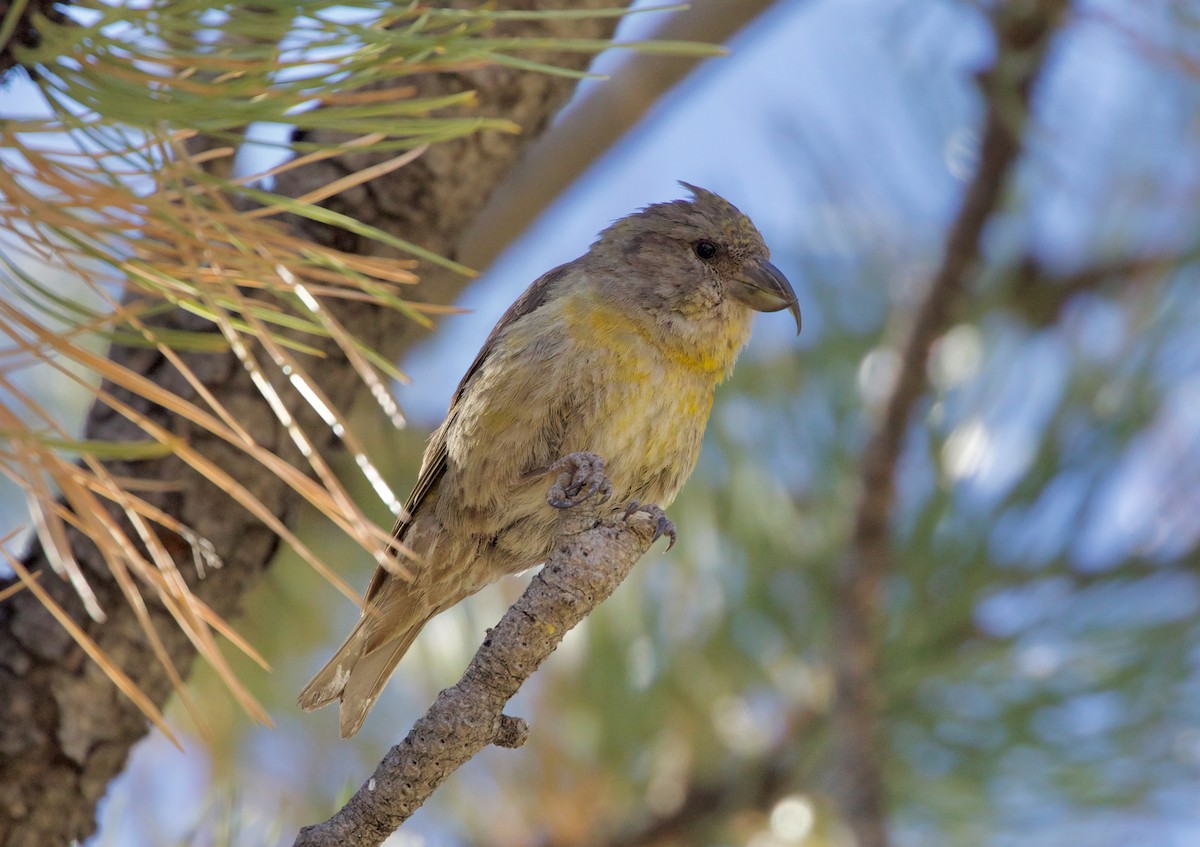 Red Crossbill (Lodgepole Pine or type 5) - ML610191041