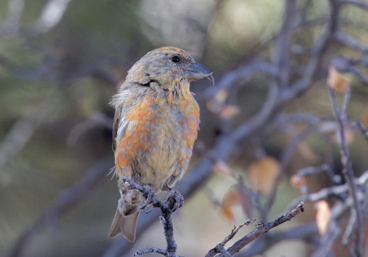 Red Crossbill (Lodgepole Pine or type 5) - ML610191042