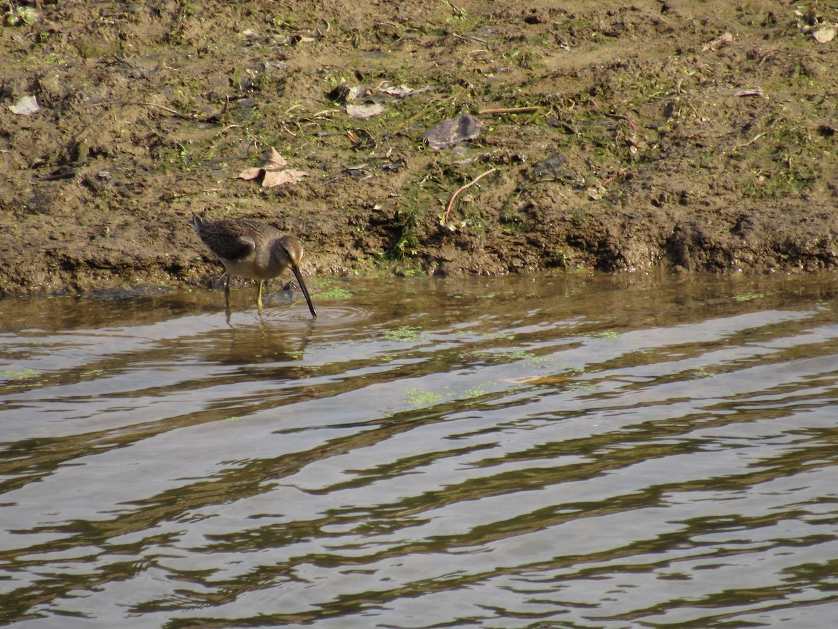 Long-billed Dowitcher - ML610191240