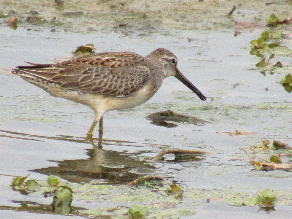 Long-billed Dowitcher - ML610191267