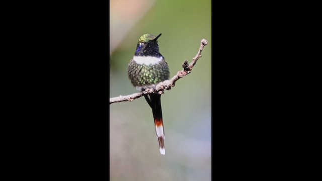 Sparkling-tailed Hummingbird - ML610191275