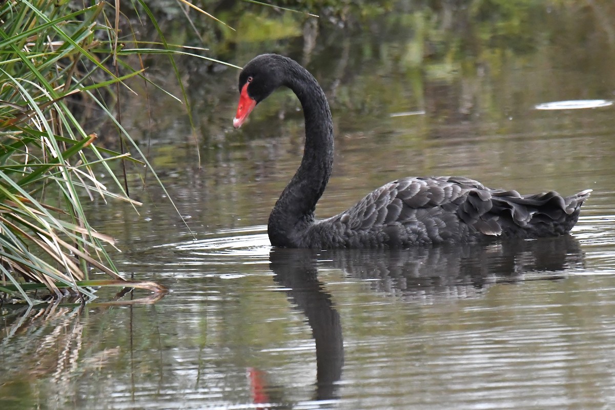 Black Swan - Chris Munson