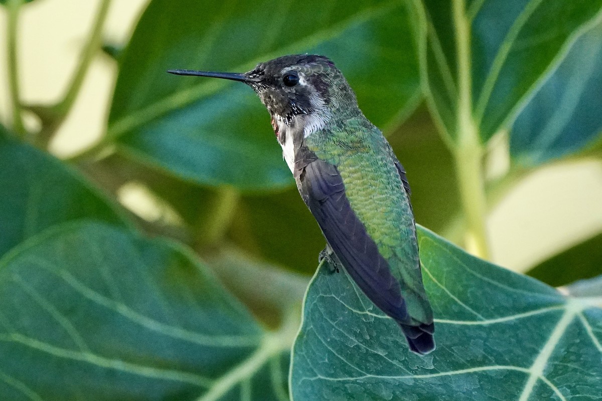 Anna's Hummingbird - ML610192173