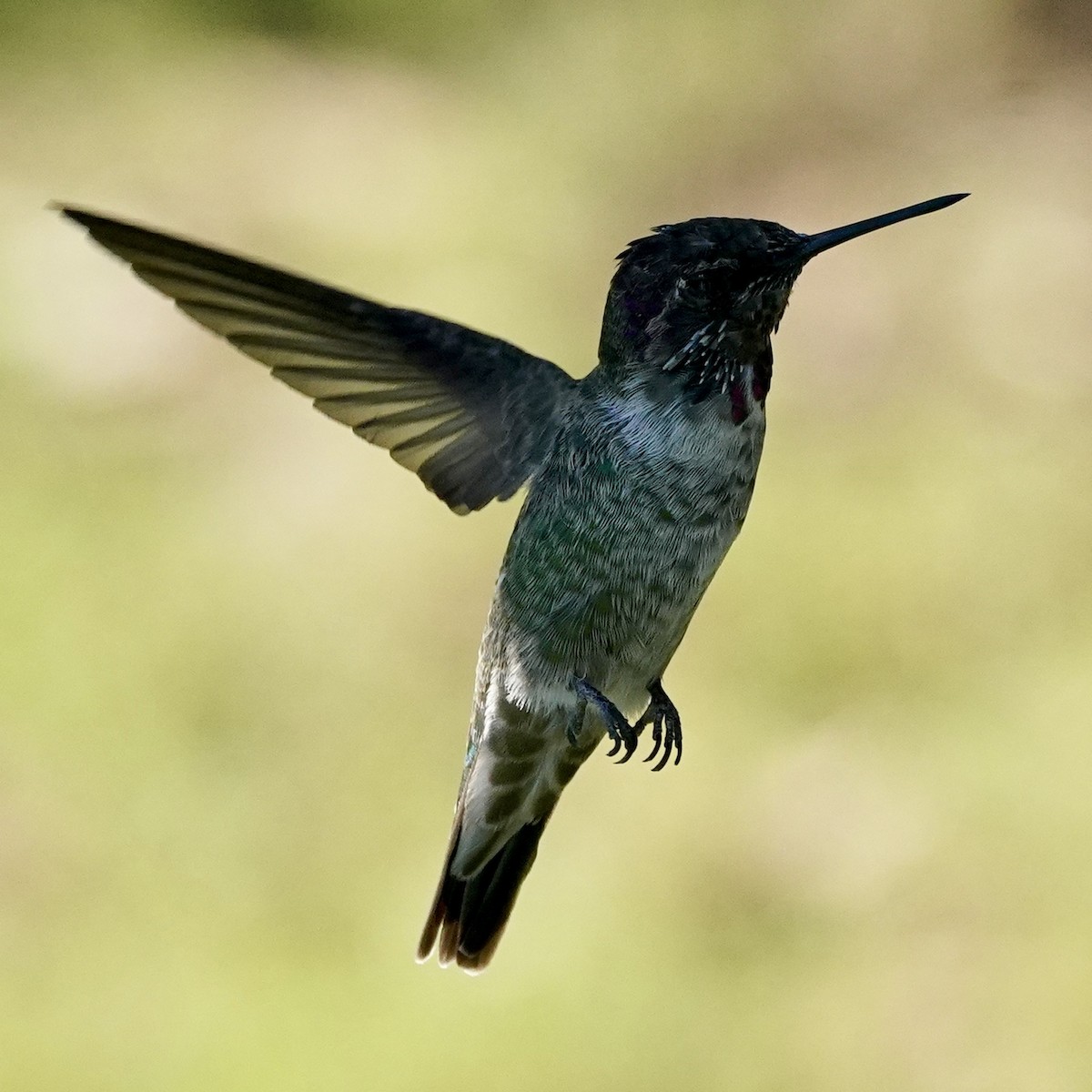 Anna's Hummingbird - ML610192177