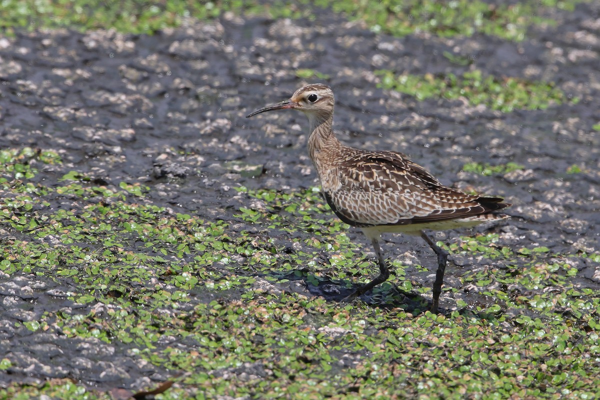 Little Curlew - ML610193122